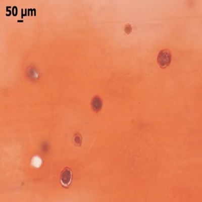 Proteoglycan staining